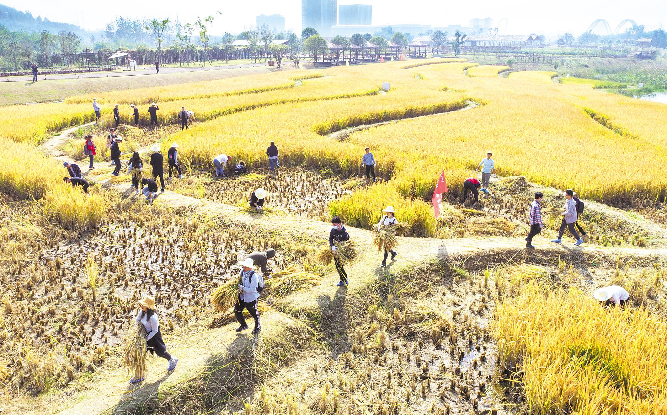收割水稻 翻红薯地 播种蚕豆 武汉大学将课堂搬到田间地头