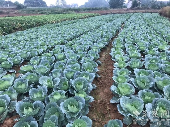 |阳新村民程时海：昔日贫困户 今日致富带头人