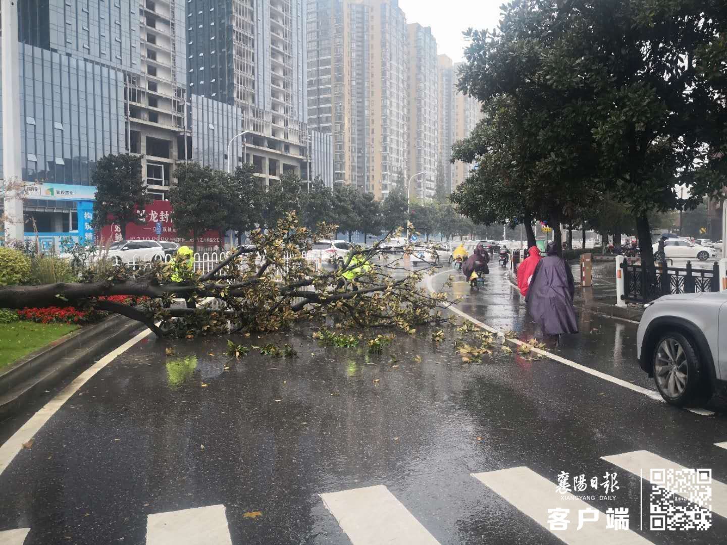 |大树倾倒成“拦路虎” 民警冒雨处置保畅通