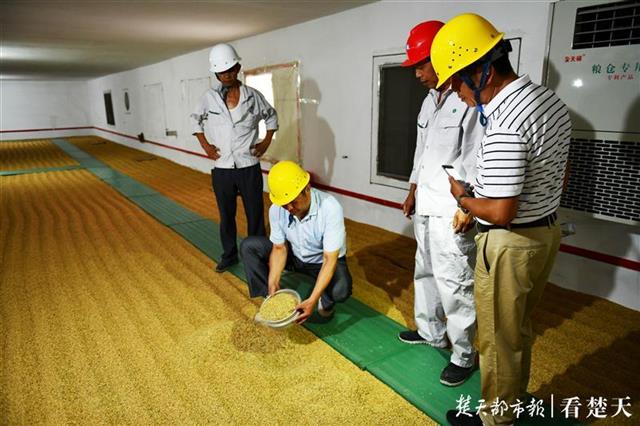 |中晚稻长势良好质量优于往年?武汉粮食企业敞开收购农民余粮