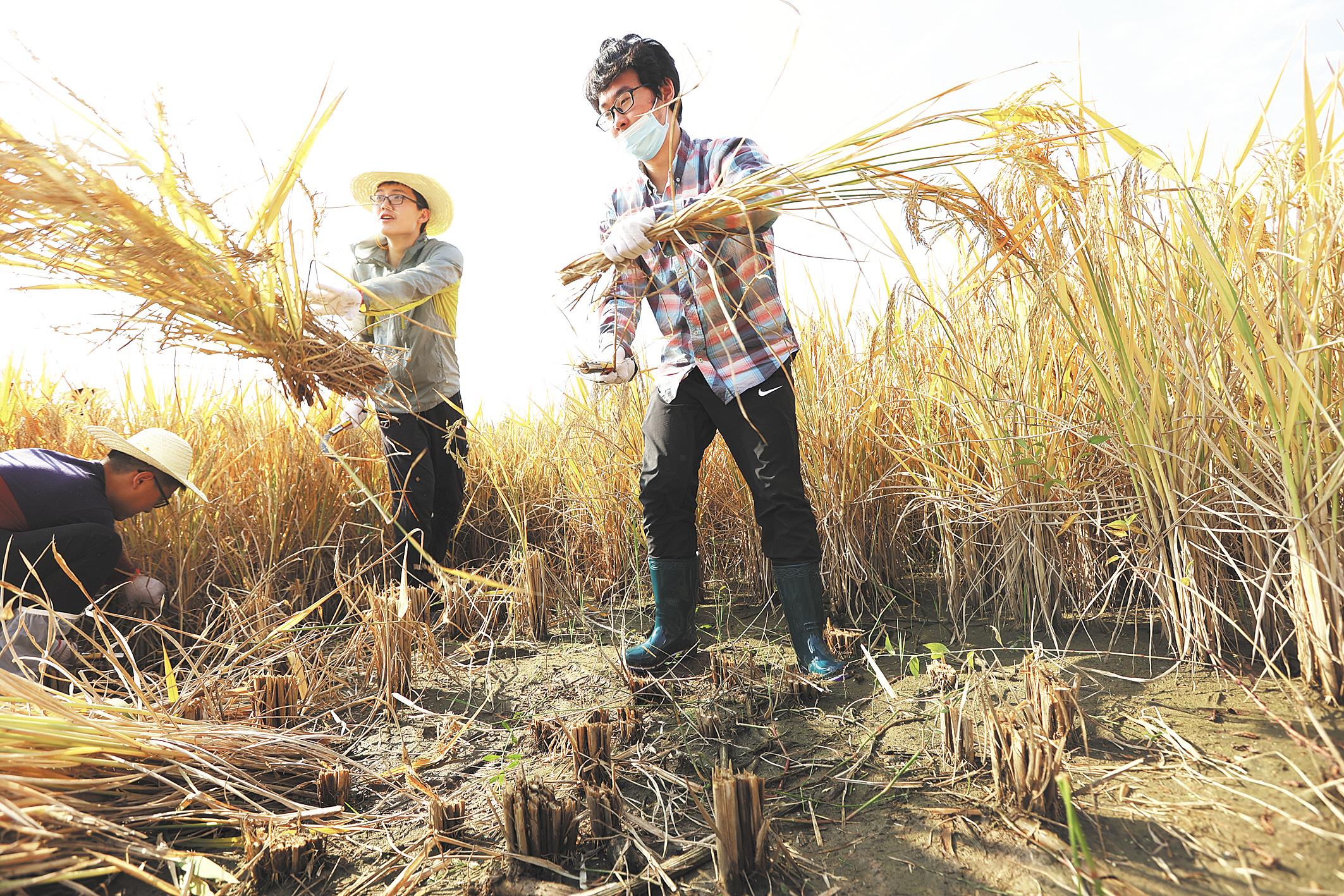 收割水稻 翻红薯地 播种蚕豆 武汉大学将课堂搬到田间地头
