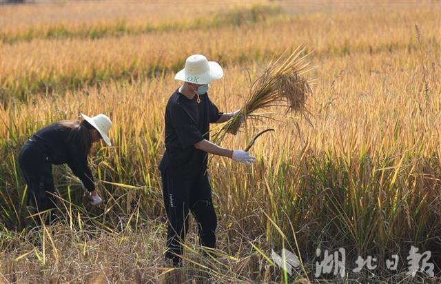接地气!武汉大学生走进田间干农活