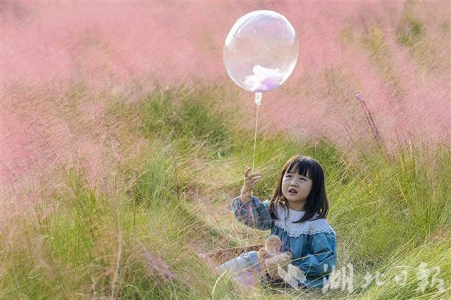 |武汉光谷粉红花海正值盛花期