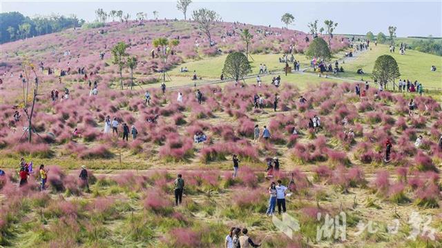|武汉光谷粉红花海正值盛花期