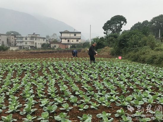 |阳新村民程时海：昔日贫困户 今日致富带头人
