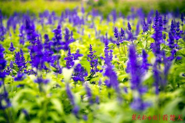 |秋路雨添花，花动一山秋色