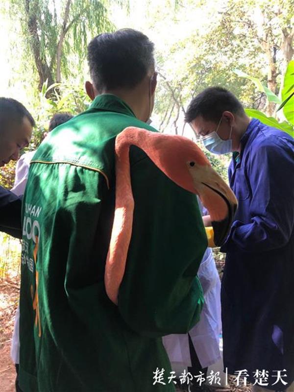 |火烈鸟接种疫苗发”火“！饲养员不为所动说是啄成“免疫”了