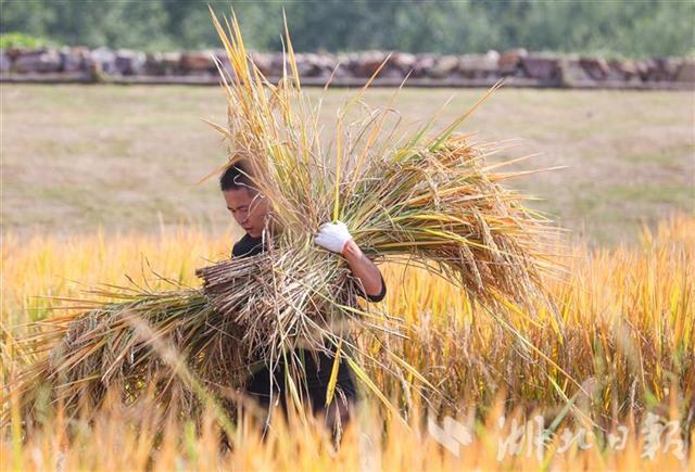接地气!武汉大学生走进田间干农活