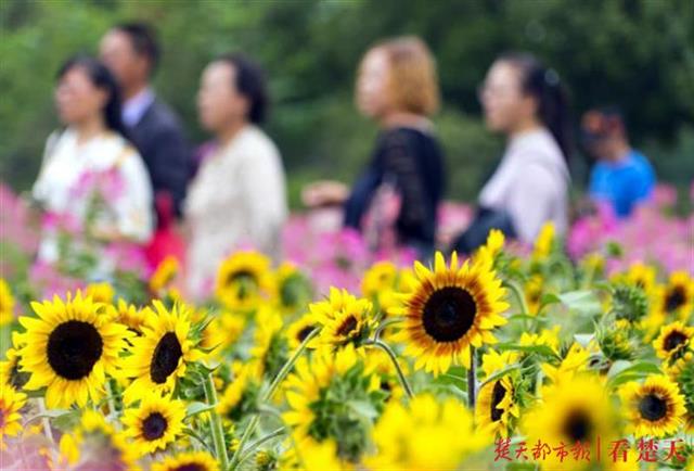 |秋路雨添花，花动一山秋色