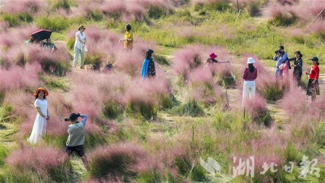 |武汉光谷粉红花海正值盛花期