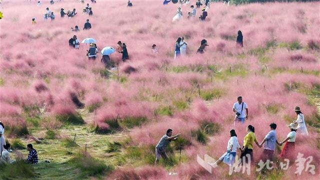 |武汉光谷粉红花海正值盛花期