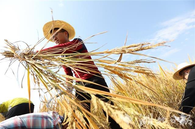 接地气!武汉大学生走进田间干农活