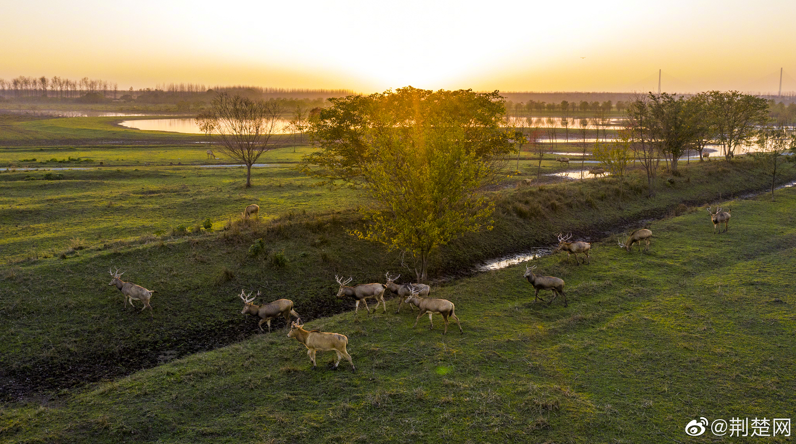 石首gdp_帝王绿玉石首镯