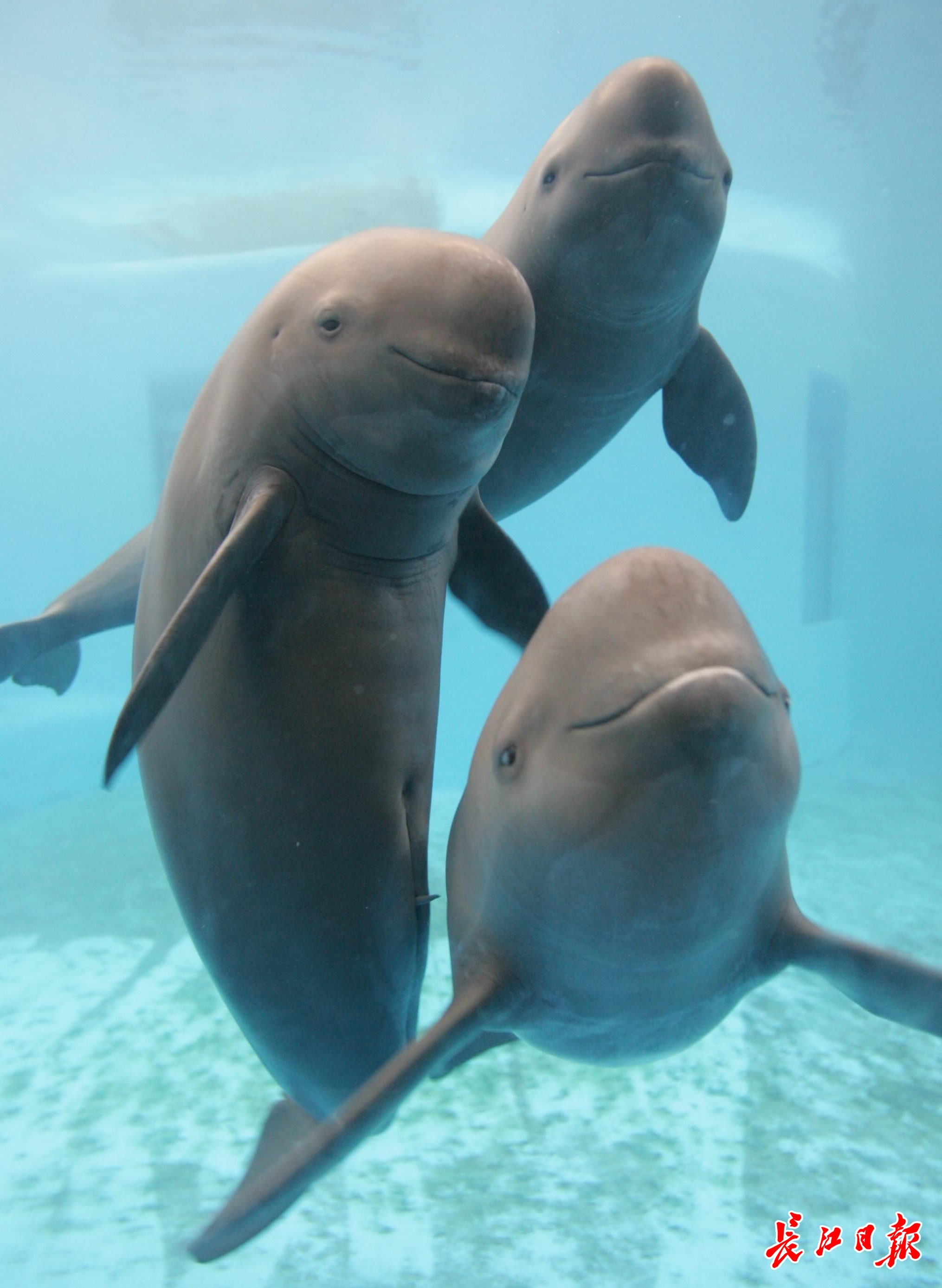 武汉白沙洲水域有稳定江豚群体，长江“十年禁渔”成效初显，武汉长江水资源环境持续向好