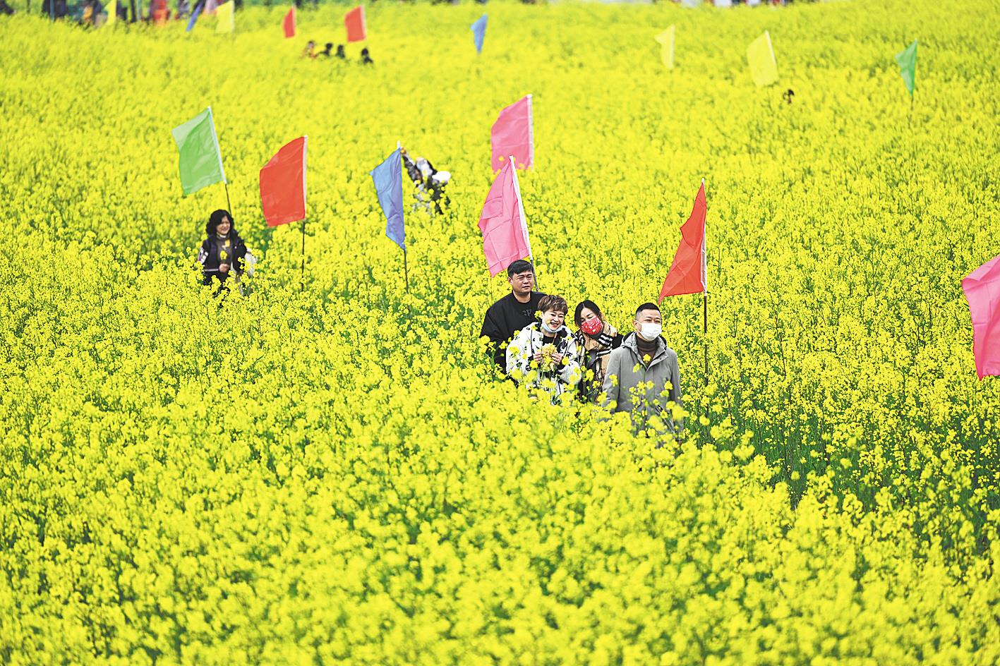 消泗油菜花铺就金色画卷