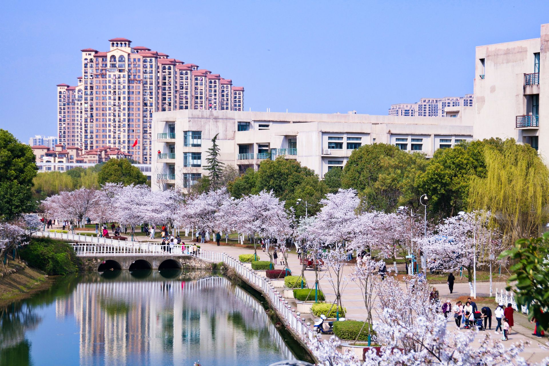 高清回眸：湖北这所高校樱花惊艳了春天