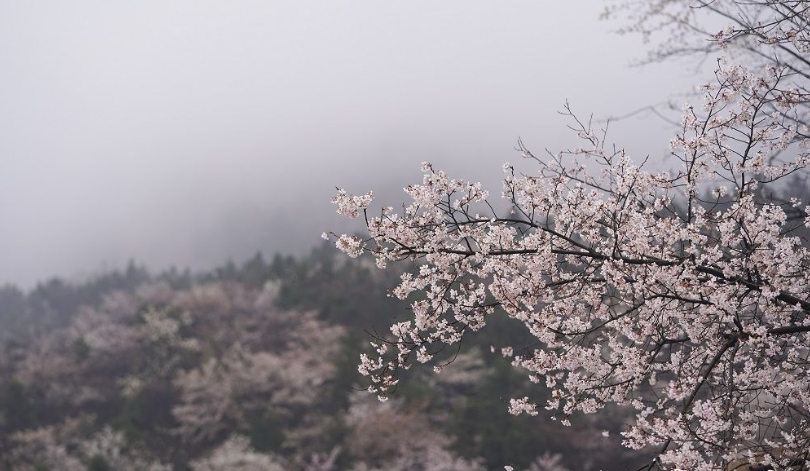 遮天蔽日的山樱花 | 图集