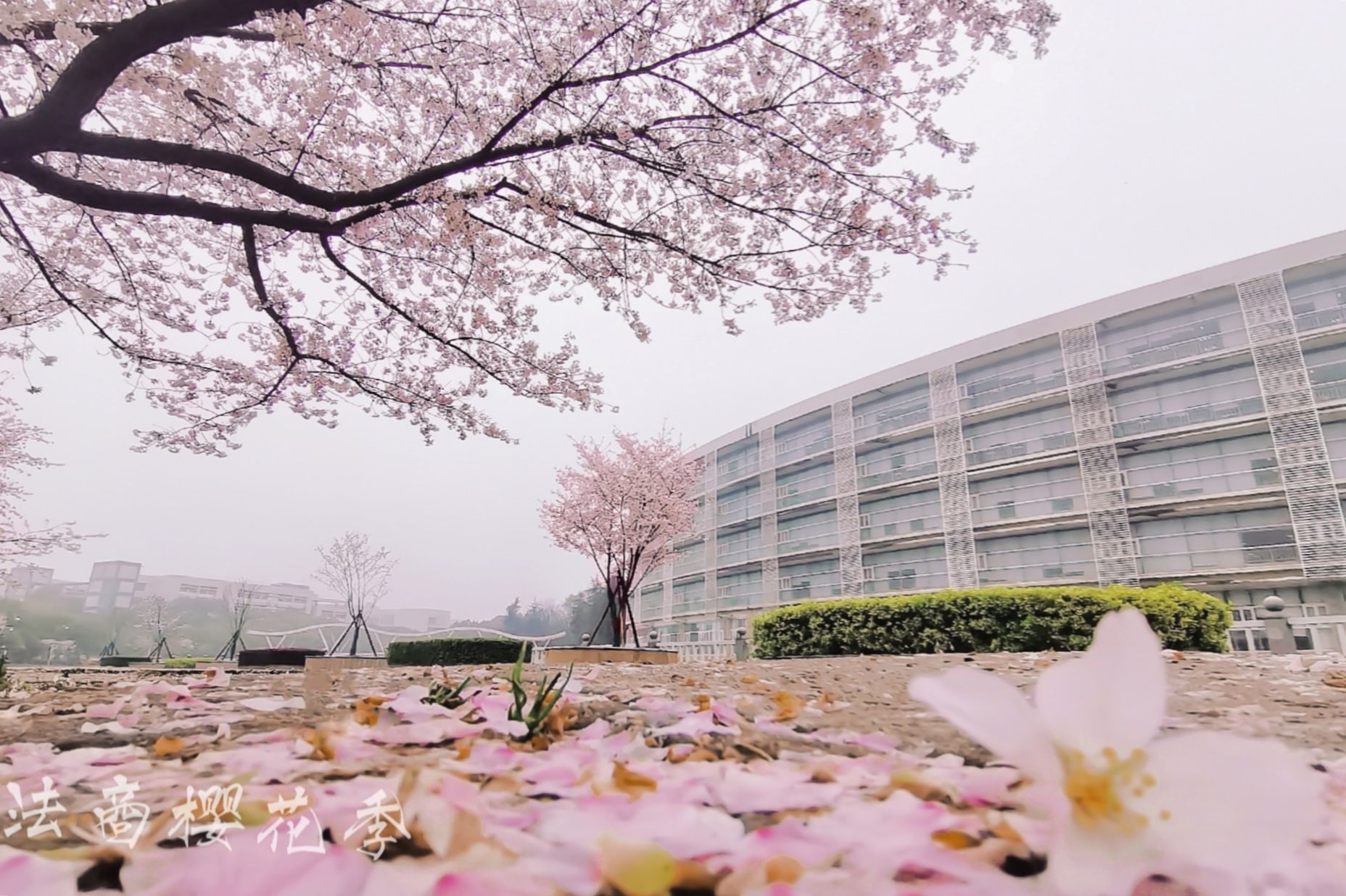 湖北第二师范学院校园视频 _网络排行榜