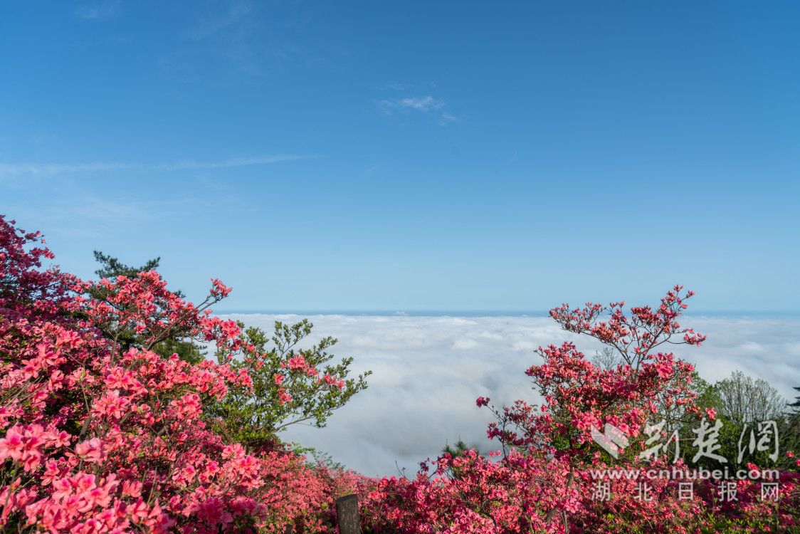 组图:你好世界!我是龟峰山杜鹃花海,我在湖北!