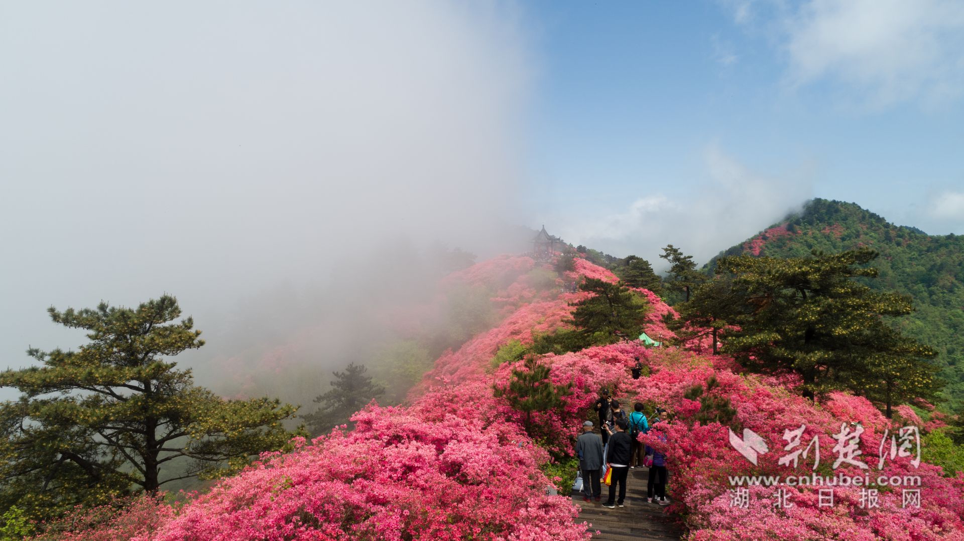 组图:你好世界!我是龟峰山杜鹃花海,我在湖北!