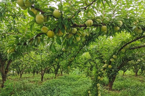 宜城市流水镇：瓜果飘香富农家