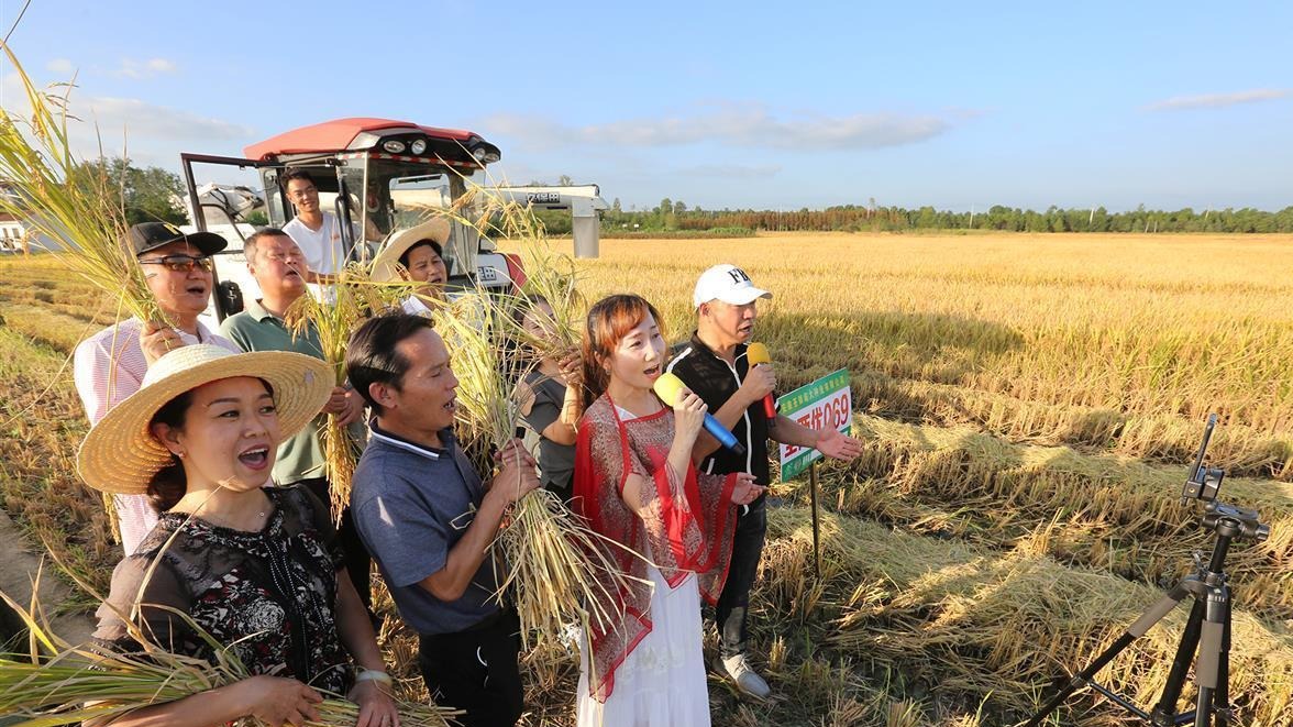 农民稻谷丰收，“网红”田头助阵