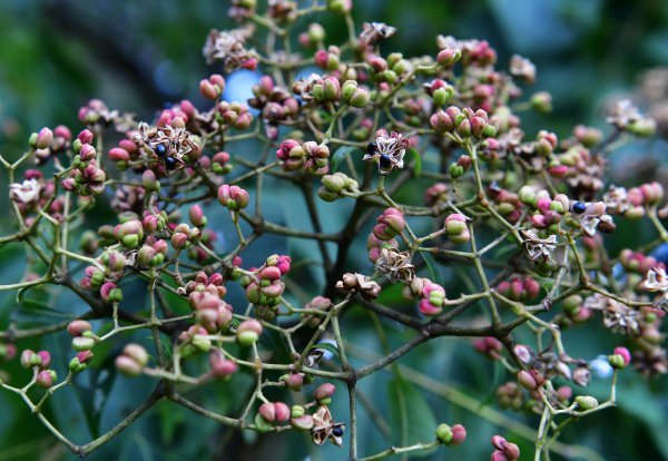 热点关注重阳节古人插戴的茱萸原来长这样