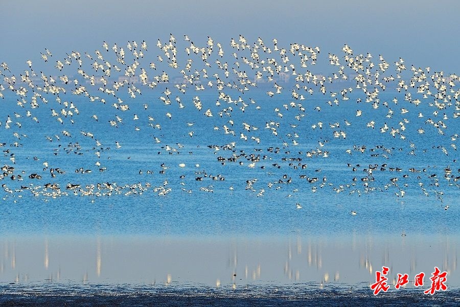 热点关注沉湖湿地万鸟翱翔
