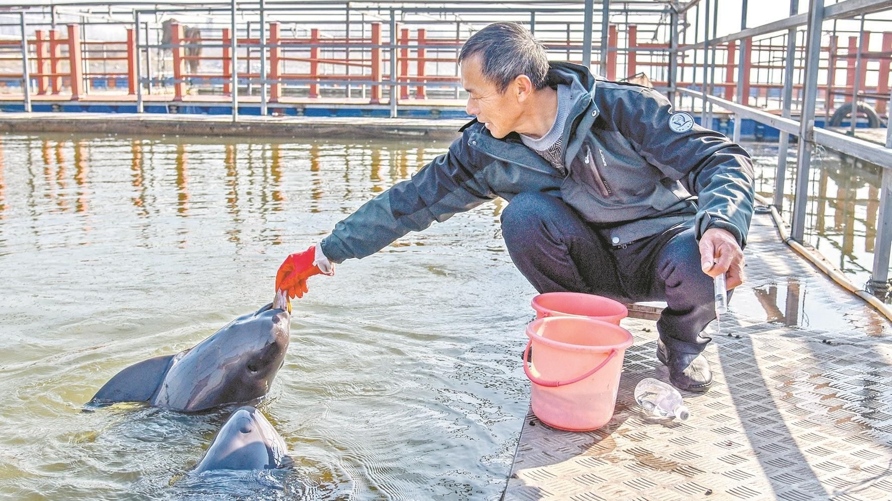 饲养“国宝”13年 见证长江生态变好