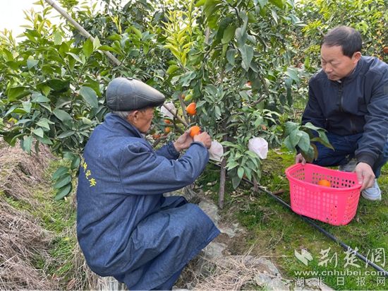 致富农业华为眉县那个支付秘抄_农业致富经_致富农业合作社ppt