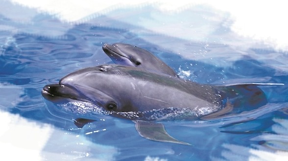 华中首只人工保育宽吻海豚降生武汉