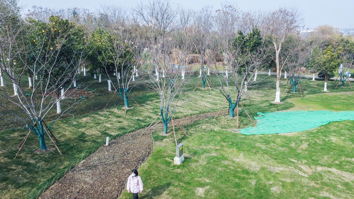武漢園博園233棵櫻花樹在春天期待與你撞個滿懷