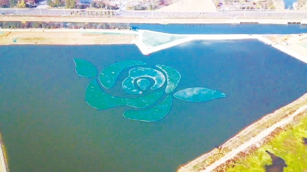 武汉汤逊湖中绽放巨型“花朵”