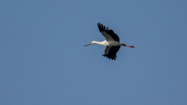 东方白鹳成群出现，沉湖湿地越冬候鸟逐年多