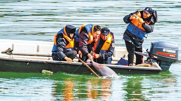 长江宜昌段：为救一只江豚“黄金水道”停航12分钟