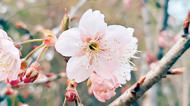 武大早樱开了 武汉最美赏花季即将到来