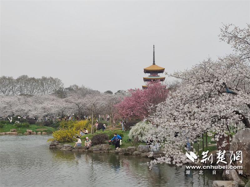 满园春色关不住武汉东湖樱花园进入盛花期