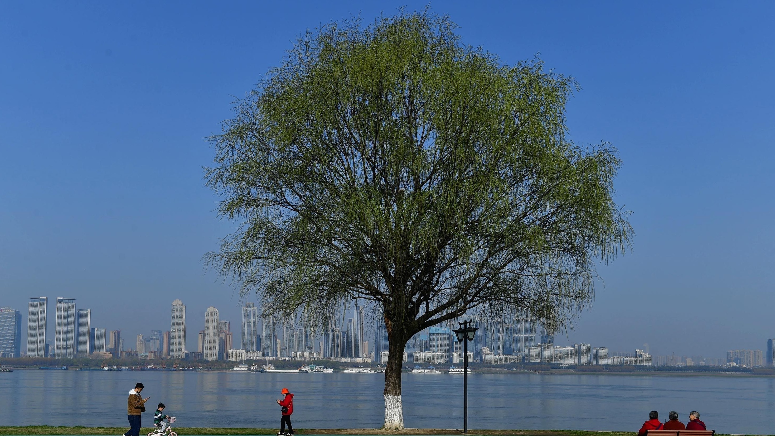 武昌江灘“孤獨的樹”，原來是一個“安靜的美男子”