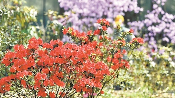 武漢植物園上新妝容 7萬杜鵑笑春風