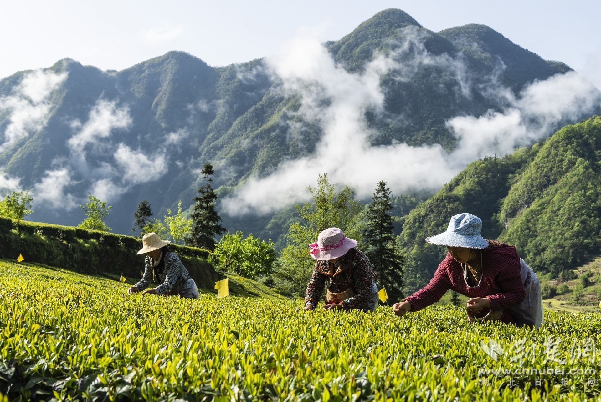 湖北省秭归县九畹溪镇九畹丝绵茶合作社的茶农在采摘春茶。郑家裕 摄 (3).jpg.jpg