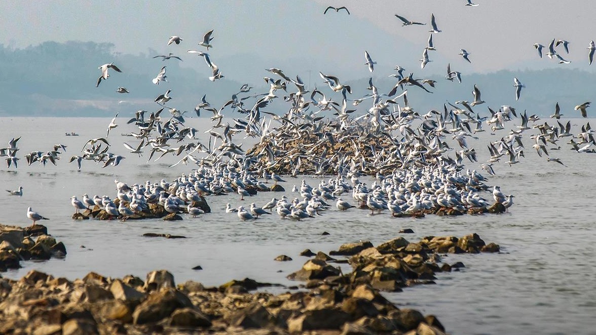 大冶保安湖國家濕地公園入圍省級觀鳥基地