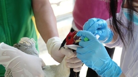 动物园的鸟，也在排队做咽拭子打疫苗