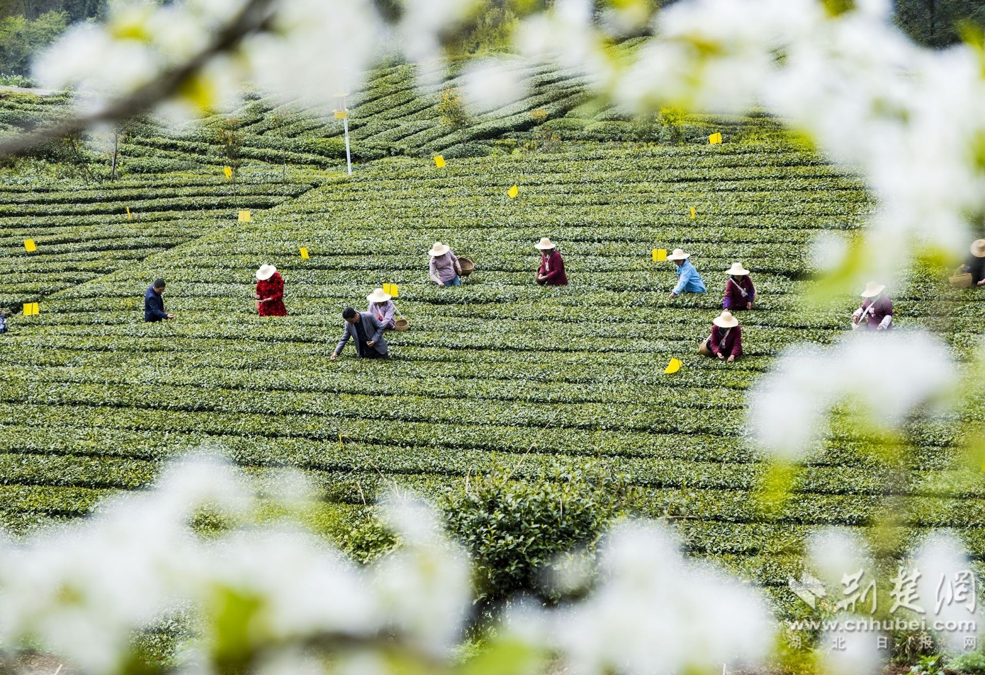 湖北省秭归县九畹溪镇九畹丝绵茶合作社的茶农在采摘春茶。郑家裕 摄 (4).jpg.jpg