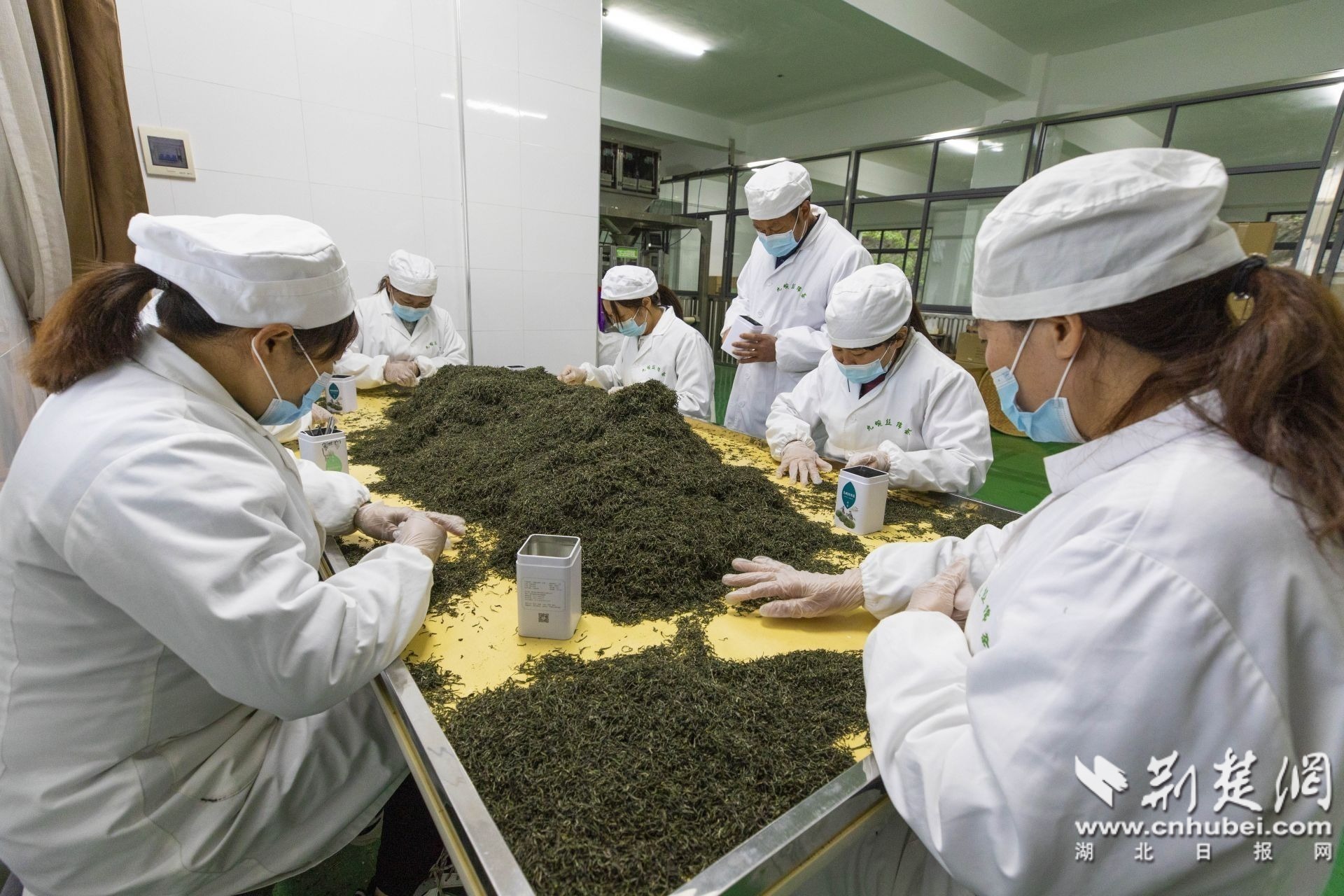 抽查不同批次茶叶品质。聂爽 摄.jpg.jpg