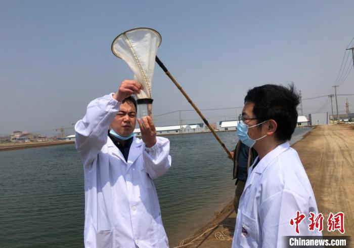 南美白对虾：现代饮食中的“鲜美之王”