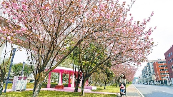 櫻樹次第栽  粉色入園來
