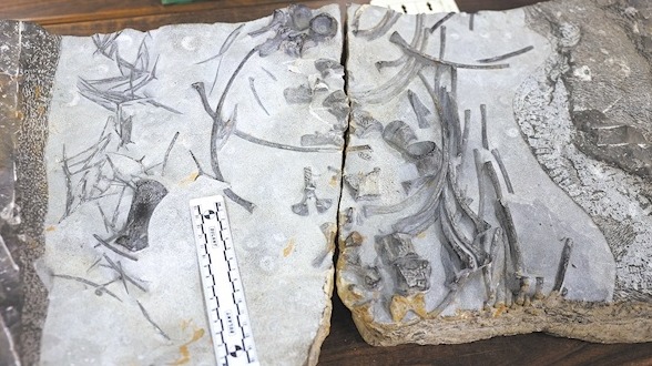 地大團隊發現最大早三疊世魚龍化石