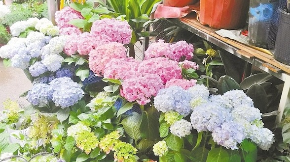 520催热江城鲜花市场