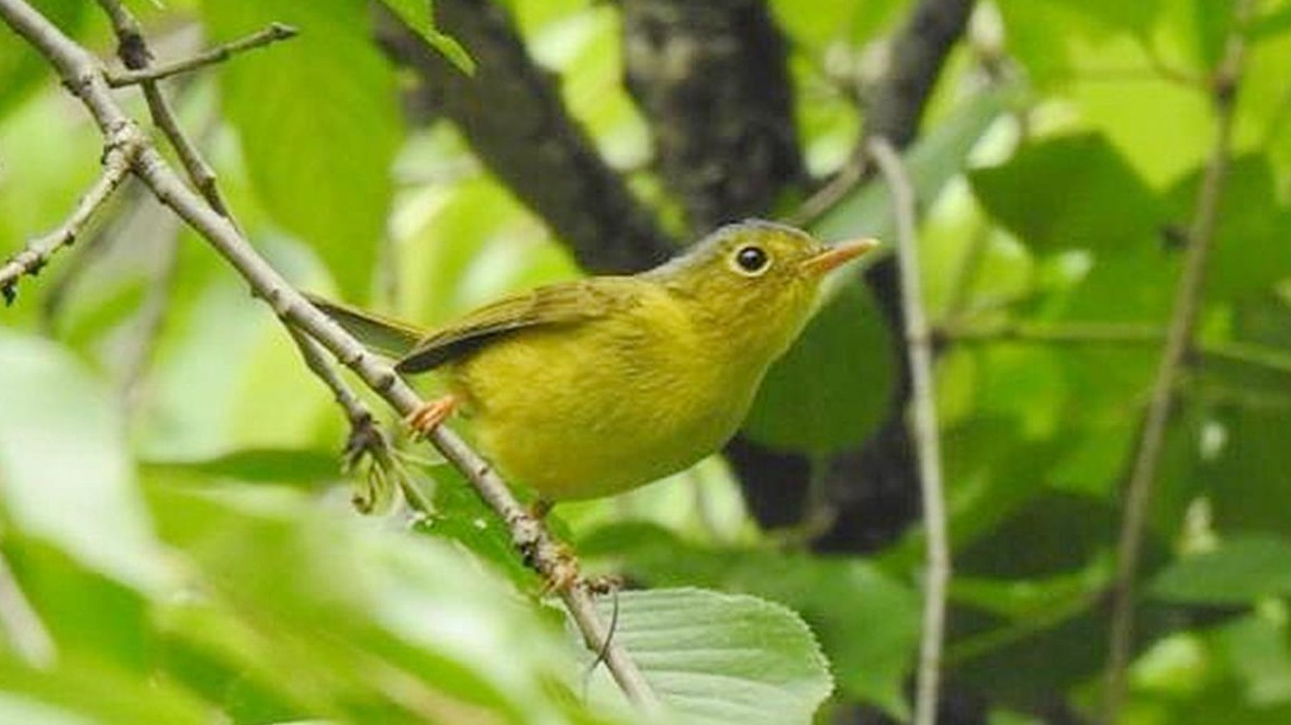 武漢發布5月重點區域鳥類監測月報