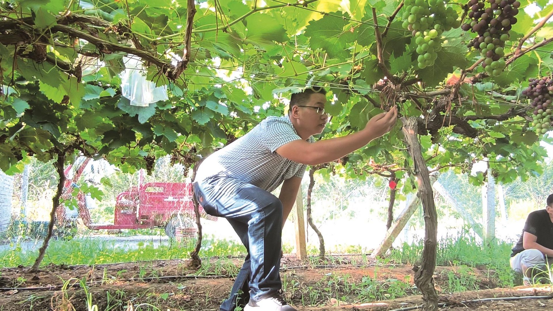 葡萄种植遇到技术难题  威斯尼斯人娱乐官方网站登录农科院专家送来及时雨